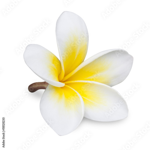 frangipani flower isolated on white background photo