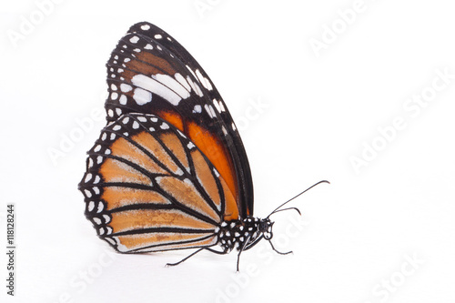 Single monarch butterfly isolated on white background 