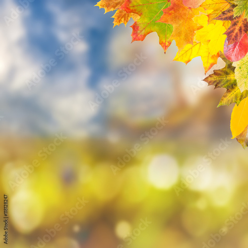 Autumn background