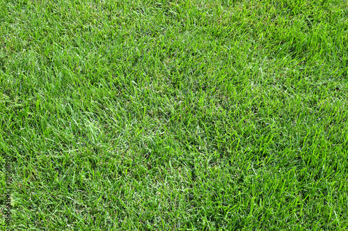 Green grass carpet as background in summer day close up horizontal view