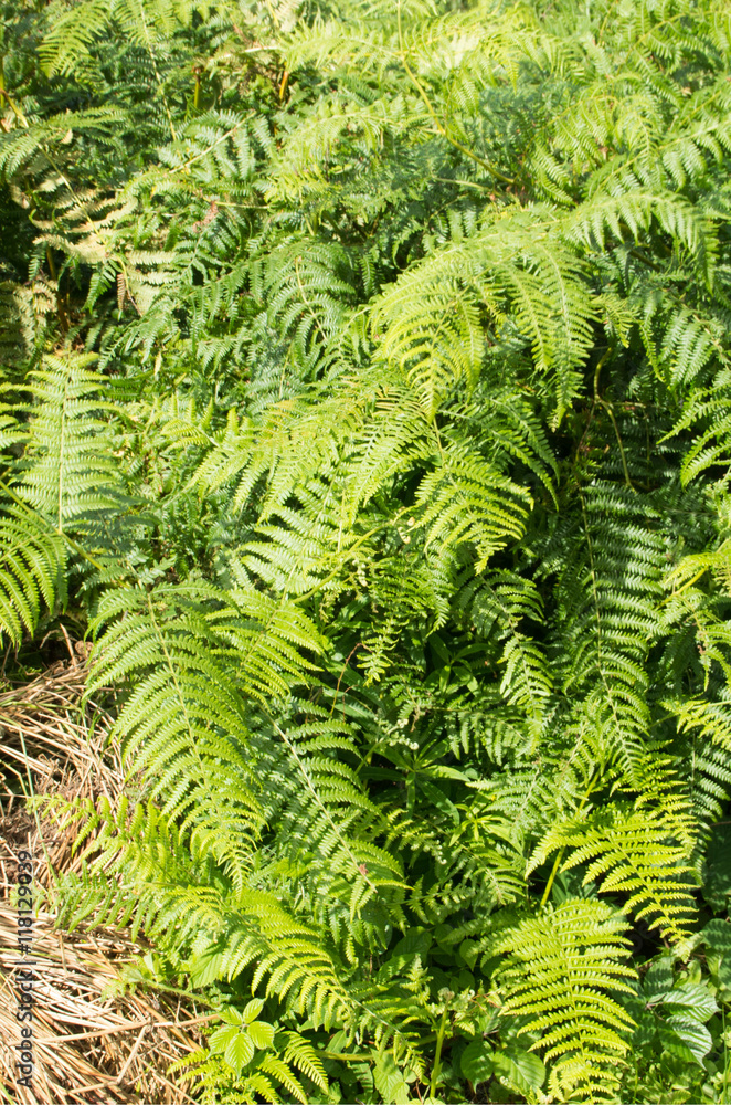 fern bushes