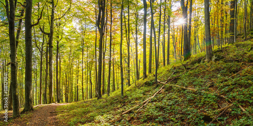 Fototapeta Naklejka Na Ścianę i Meble -  Sunny autumn forest