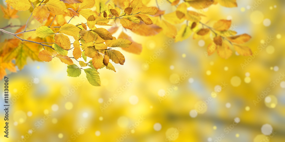 Nature autumn background - obrazy, fototapety, plakaty 