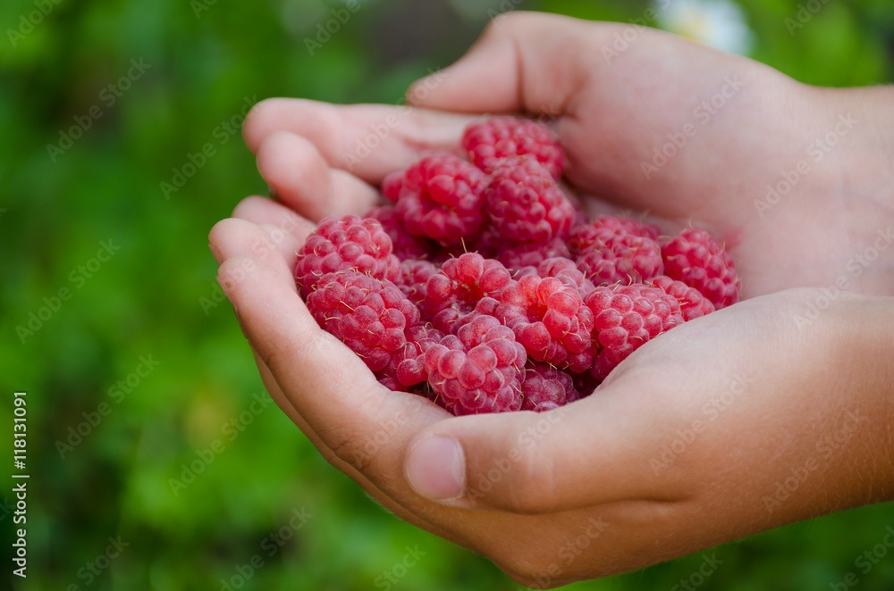 little girl is holding a handful of fresh raspberries on the background grass and daisies little girl is holding a handful of fresh raspberries on the background grass and daisies