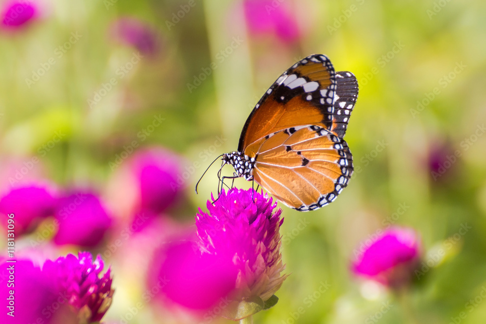 Naklejka premium Butterfly perched on pink flower