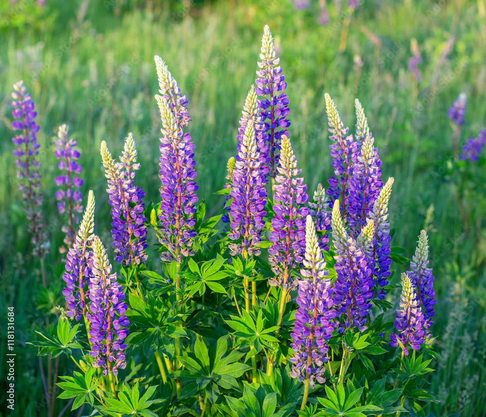 Obraz premium flower lupin grass