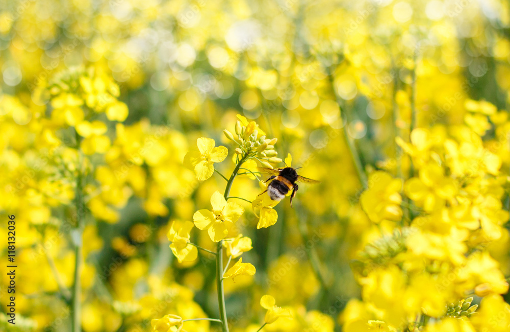 Bumblebee foraging flying Bumblebee foraging flying