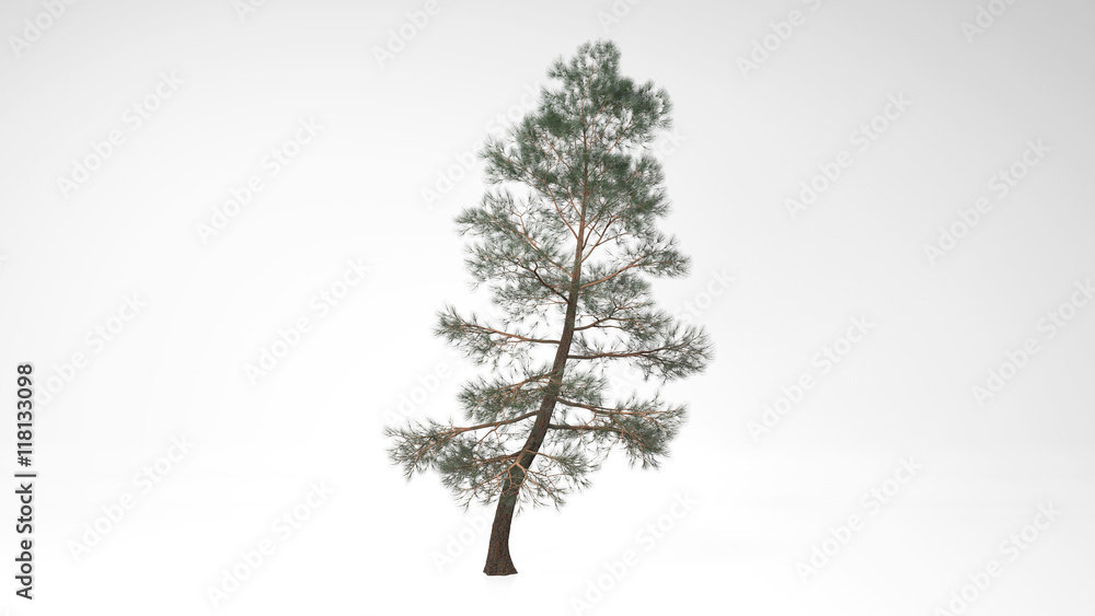 Tree in the wind isolated on white background Tree in the wind isolated on white background