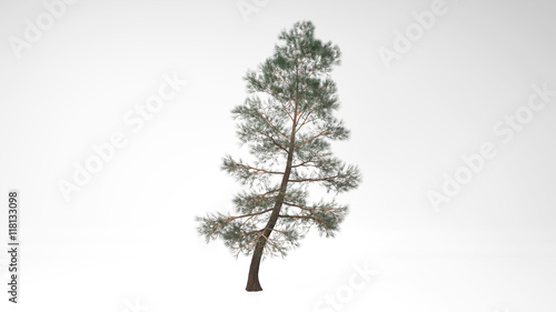 Tree in the wind isolated on white background