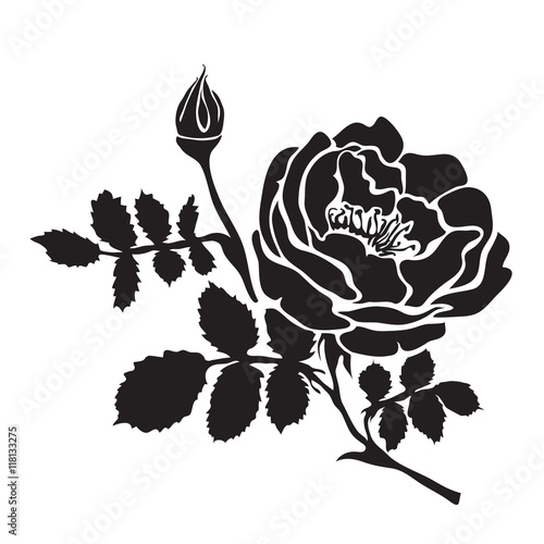 Silhouette rose branch with opened flowers and buds