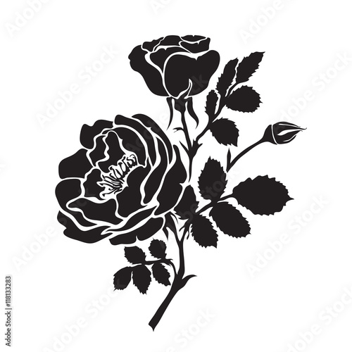 Silhouette rose branch with opened flowers and buds