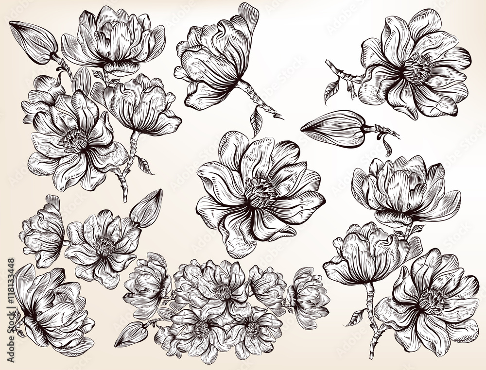 Obraz premium Collection of vector hand drawn magnolia flowers in engraved sty