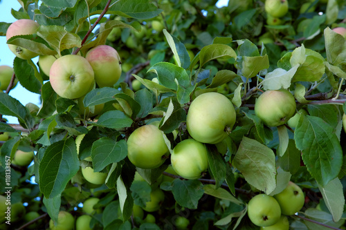 Green apple tree