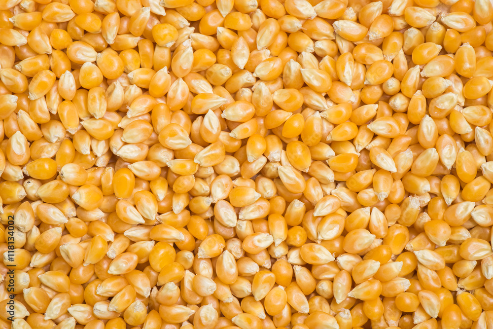 Popcorn seed background and texture Popcorn seed background and texture