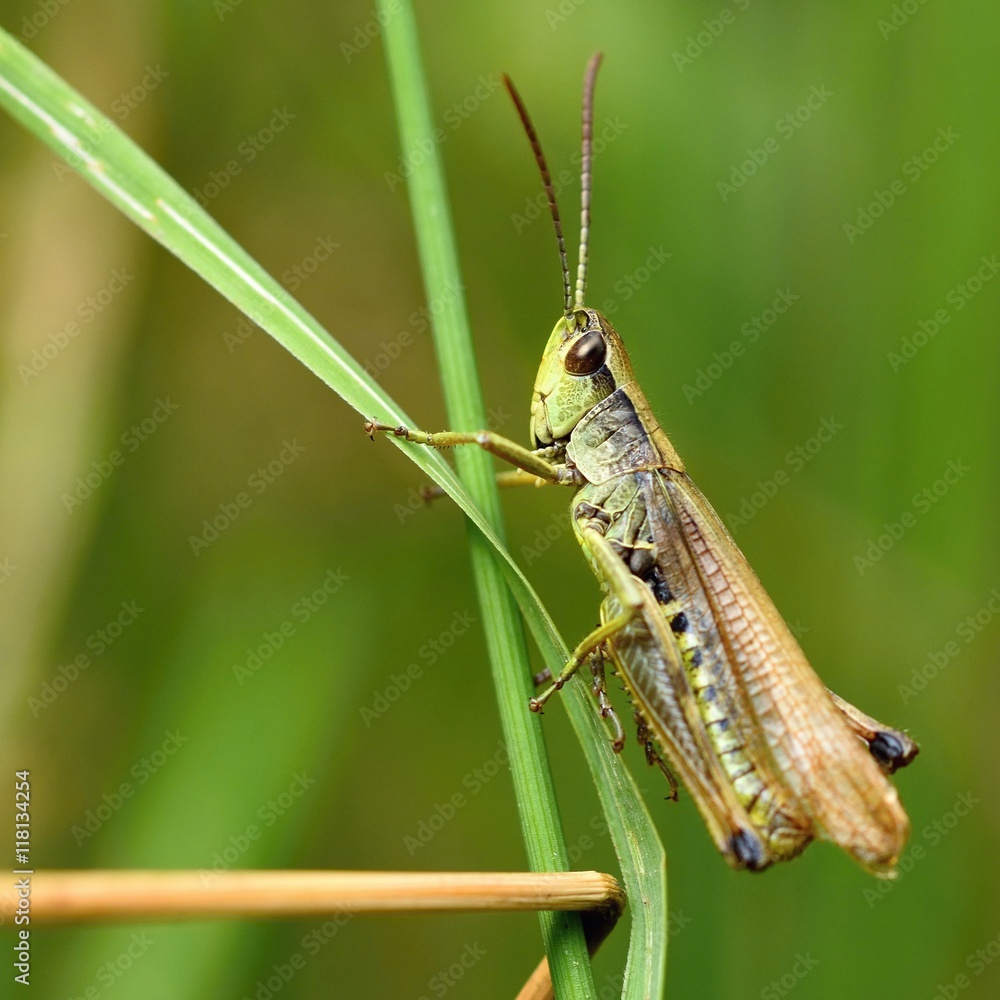 Beautiful macro shot of a grasshopper in the grass. Nature close up. Beautiful macro shot of a grasshopper in the grass. Nature close up.