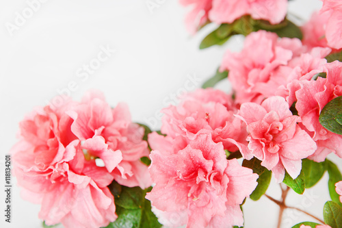 Pink azalea blossom