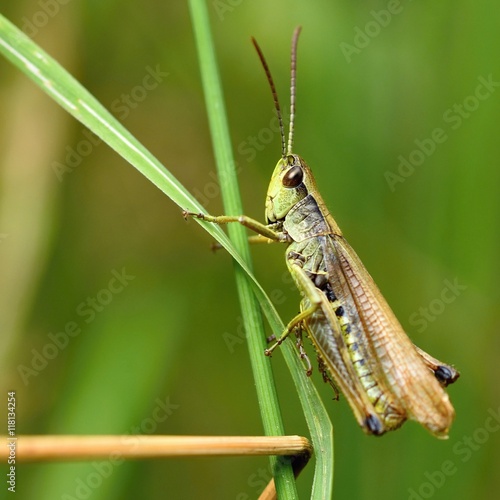 Beautiful macro shot of a grasshopper in the grass. Nature close up. © montypeter
