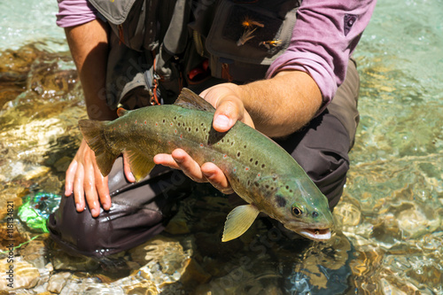 Fototapeta Naklejka Na Ścianę i Meble -  Fly fisherman holding brown trout