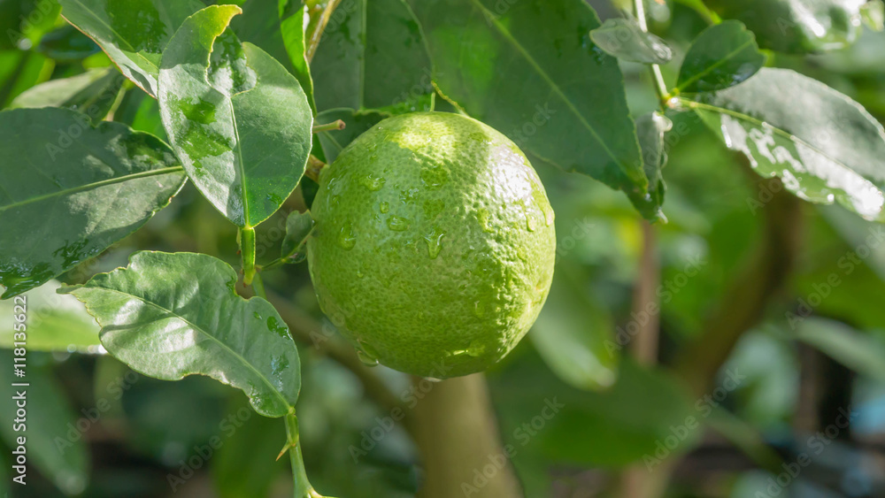 Lime green tree Lime green tree