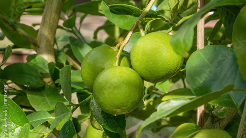 Wallpaper Mural Lime green tree Torontodigital.ca