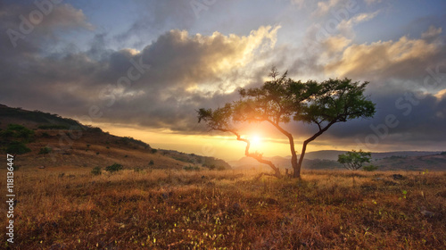 Obraz na płótnie Beautiful landscape with nobody tree in Africa