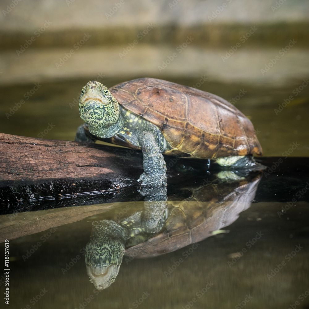 Obraz premium The turtle.