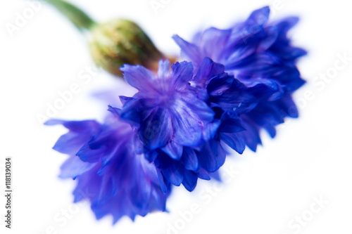 Fototapeta Naklejka Na Ścianę i Meble -  Dark Blue cornflower. Isolated over white background
