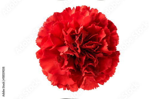 red carnation flower isolated on white background

