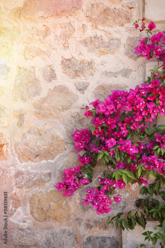 Fototapeta premium Rustic stone wall with colorful blossoms of bougainvillea flower