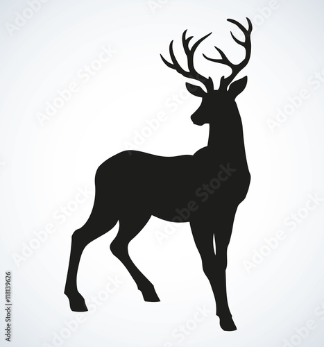 Young deer antlered. Vector drawing