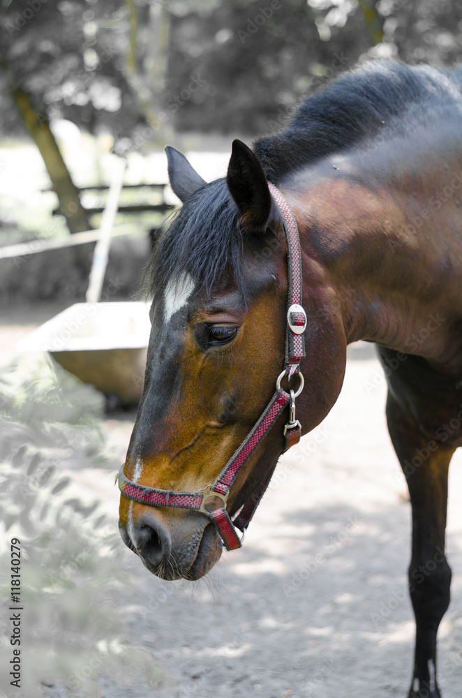 Obraz premium red horse eats grass.