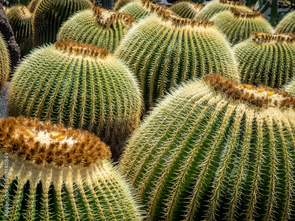 Cactus Garden in Lanzarote