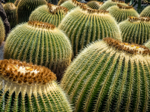 Obraz na płótnie Cactus Garden in Lanzarote w salonie
