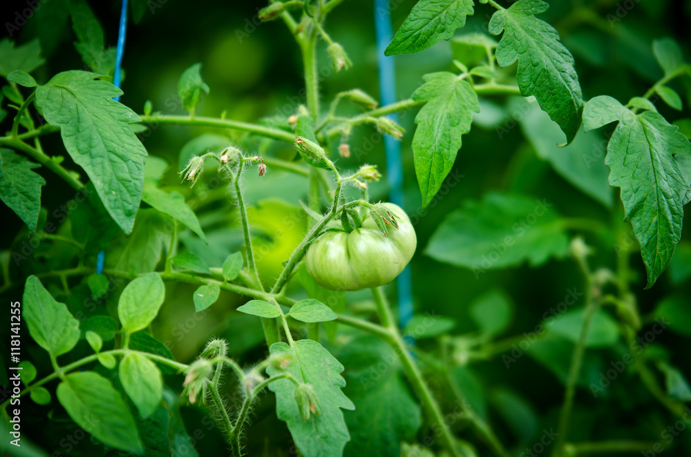Fototapeta premium Green tomatoes on a branch