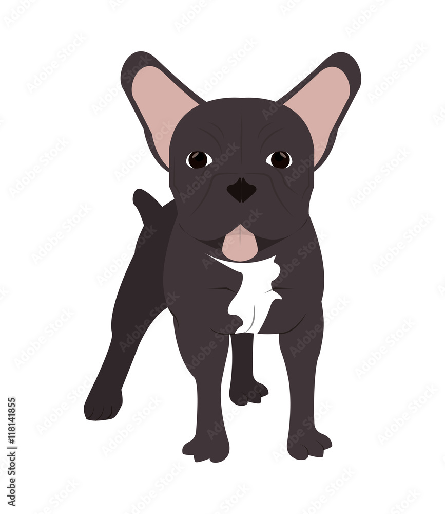 flat design french bulldog icon vector illustration flat design french bulldog icon vector illustration