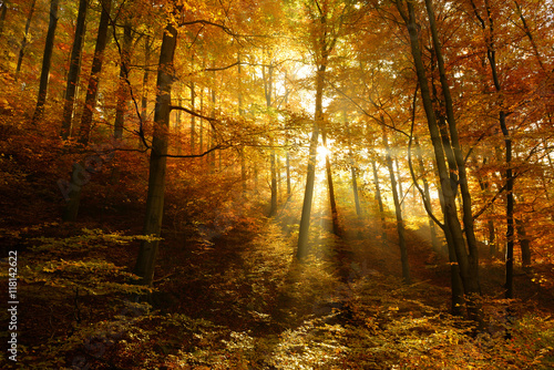 Autumn, Forest of Deciduous Trees Illuminated by Sunbeams through Fog, Leafs Changing Colour, real photograph, no composing