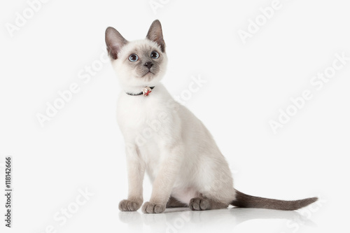 Kitten. Thai cat on white background © dionoanomalia