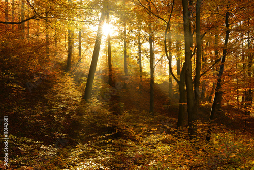 Autumn, Forest of Deciduous Trees Illuminated by Sunbeams through Fog, Leafs Changing Colour, real photograph, no composing