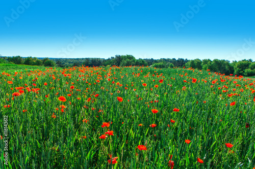 red poppy field