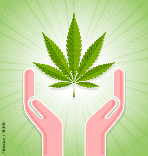 Blessed marijuana hemp (Cannabis sativa or Cannabis indica) leaf on green background with rays