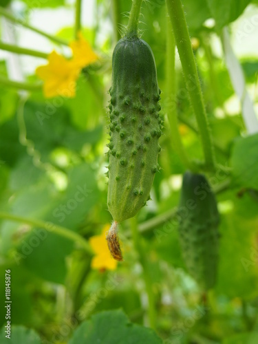 young cucumber growing in garden