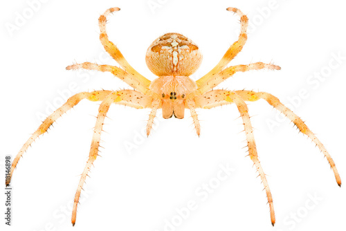 Orb-weaving spider Araneus diadematus or European garden spider isolated on white background, head-on view.