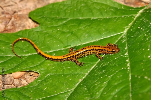 Long-tailed Salamander (Eurycea longicauda) photo