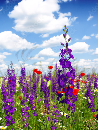 Summer wildflowers and clouds