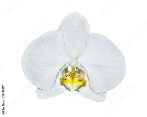 Orchid flower isolated on white background.