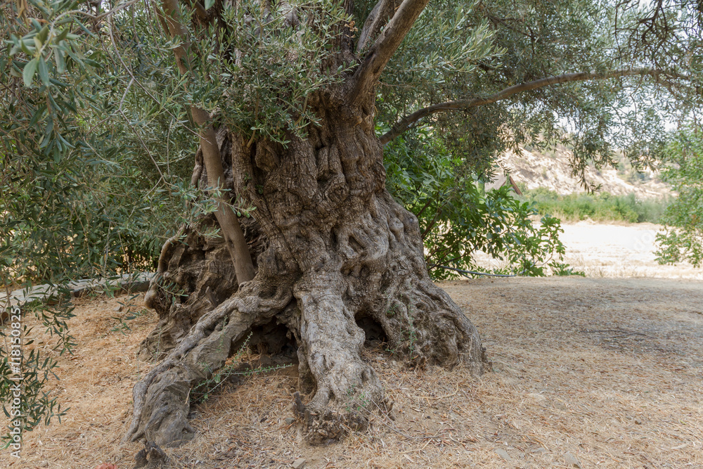 Olive tree trunk
