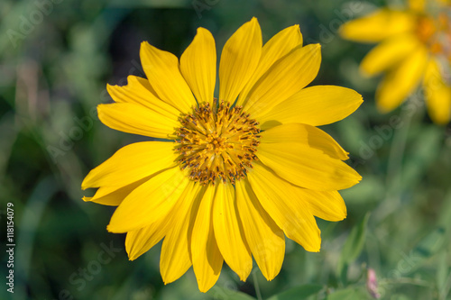 Close-up macro of arrowleaf balsamroot flower in the Cascade Mountains, Washington, US