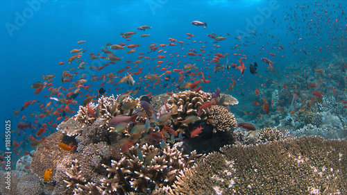 Colorful coral reef with plenty fish.