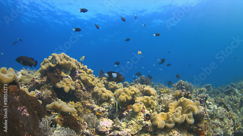 Colorful coral reef with plenty fish. © sabangvideo