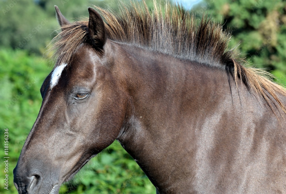 Obraz premium Brązowy koń